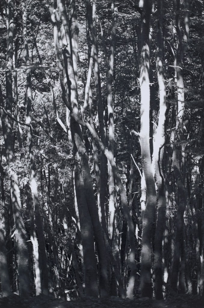 Wald (Tierra del Fuego) II