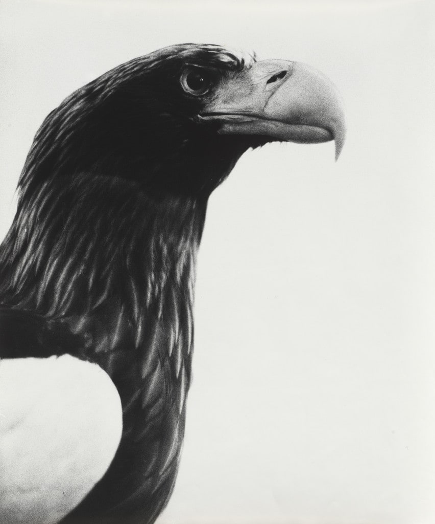 Oiseaux-Vogel