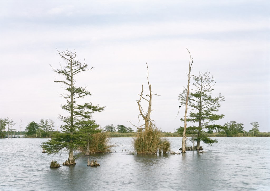April 17, Swamp, Venice, Louisiana