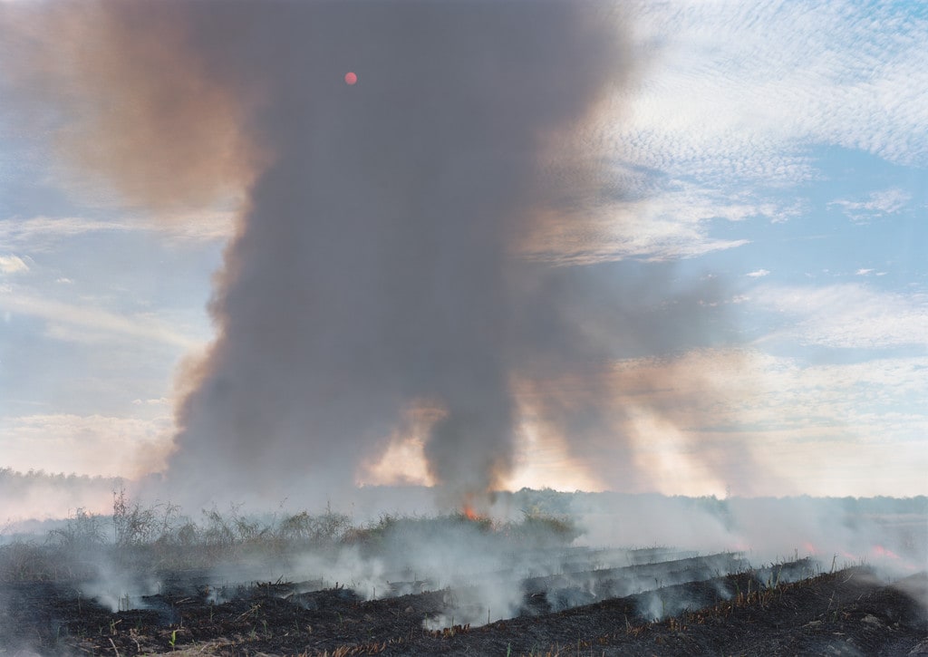 November 5, Sugar Cane Field, Houma, Louisiana