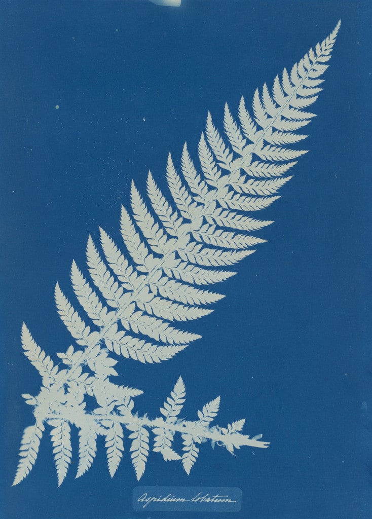 Aspidium Lobatium