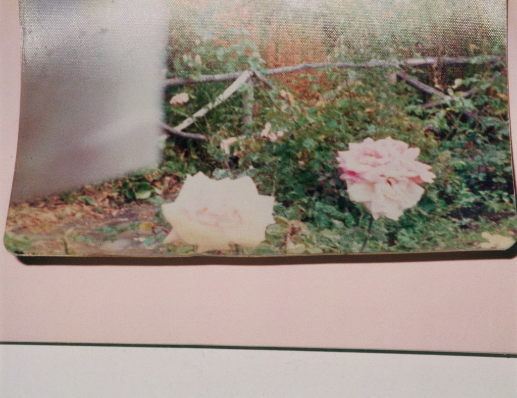 Views of the Garden