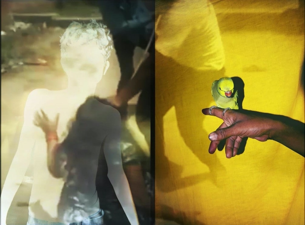 The Lost Head and the Bird