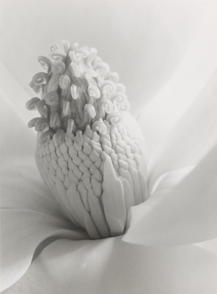 Magnola Blossom, Tower of Jewels