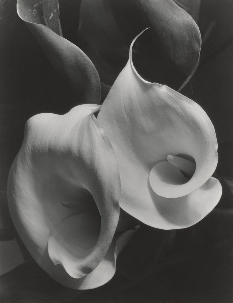 Two Callas