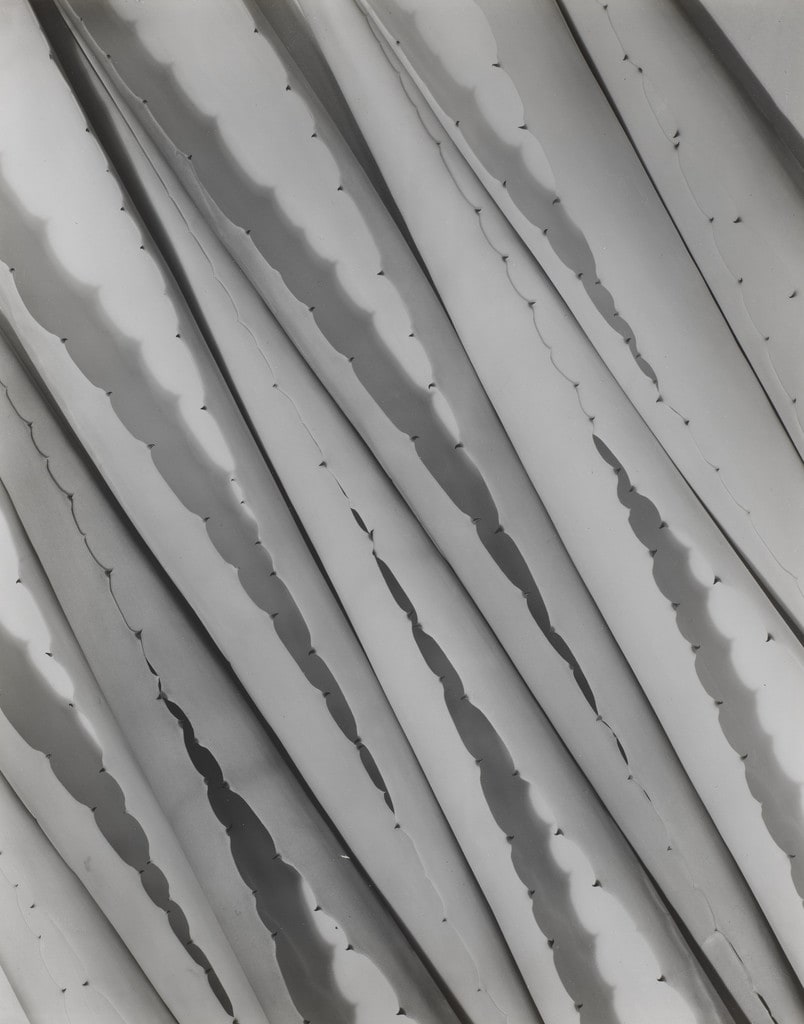 Agave Design 2