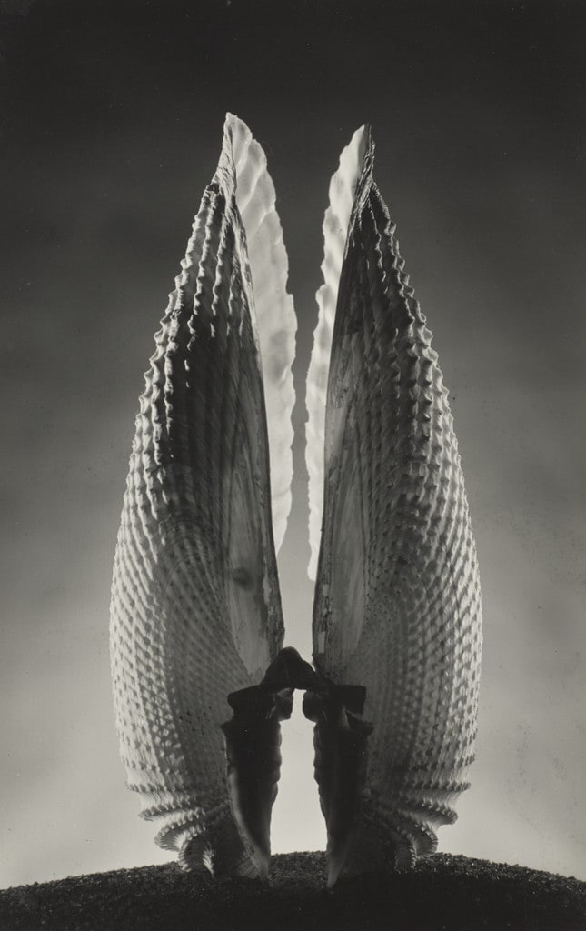 Angel Wings