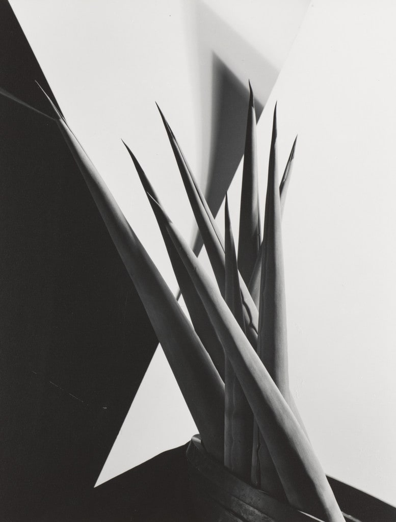 Agave Design I