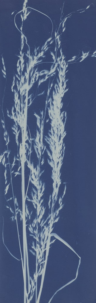 Indian Grass