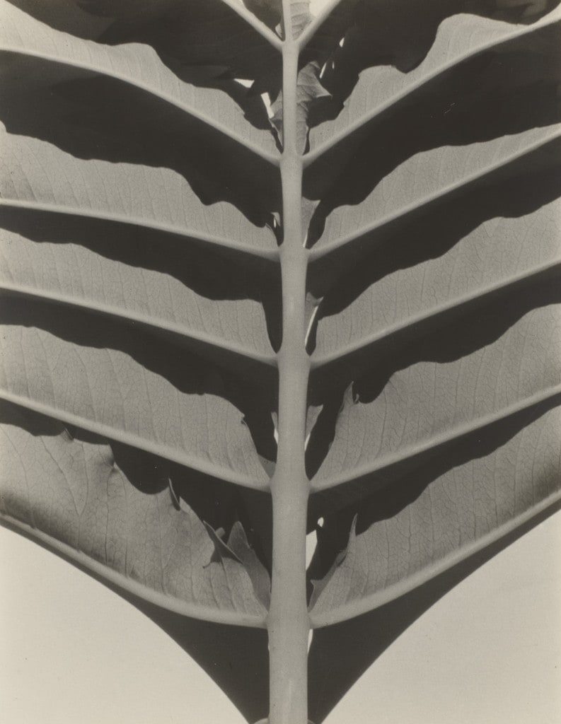 Plant Detail