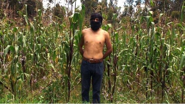 Guardián del Maizal