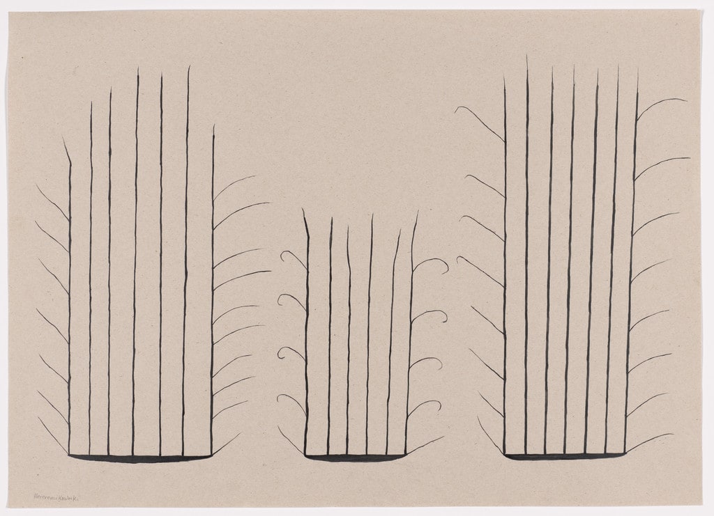 Beard of an Insect (Hereremi kaweiki)