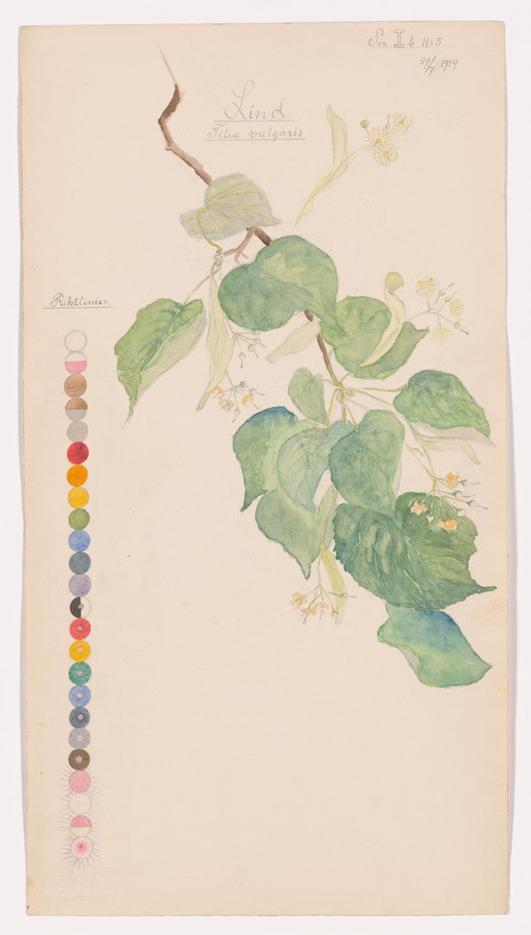 Tilia × europaea (Common Linden). Sheet 22 from the portfolio Nature Studies