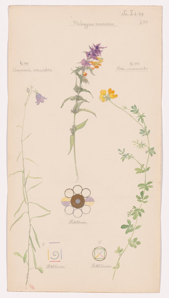 Melampyrum nemorosum (Wood Cow-Wheat), Campanula rotundifolia (Harebell), Lotus corniculatus (Bird’s-Foot Trefoil). Sheet 23 from the portfolio Nature Studies