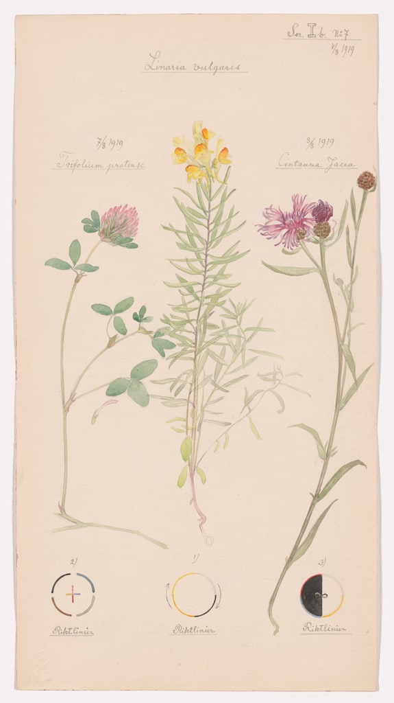 Linaria vulgaris (Yellow Toadflax), Trifolium pratense (Red Clover), Centaurea jacea (Brownray Knapweed). Sheet 24 from the portfolio Nature Studies