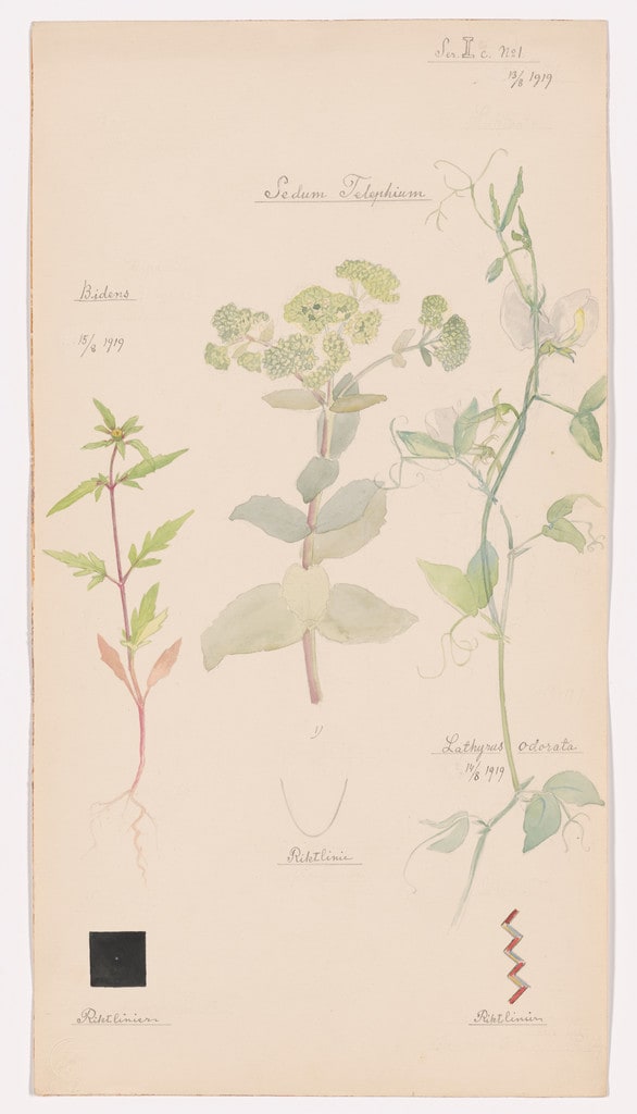 Hylotelephium telephium (Orpine), Lathyrus odoratus (Sweet Pea), Bidens tripartita (Three-Parted Beggarticks). Sheet 25 from the portfolio Nature Studies