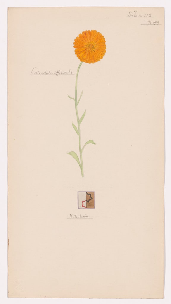 Calendula officinalis (Pot Marigold). Sheet 26 from the portfolio Nature Studies