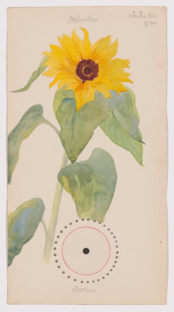 Helianthus annuus (Common Sunflower). Sheet 27 from the portfolio Nature Studies