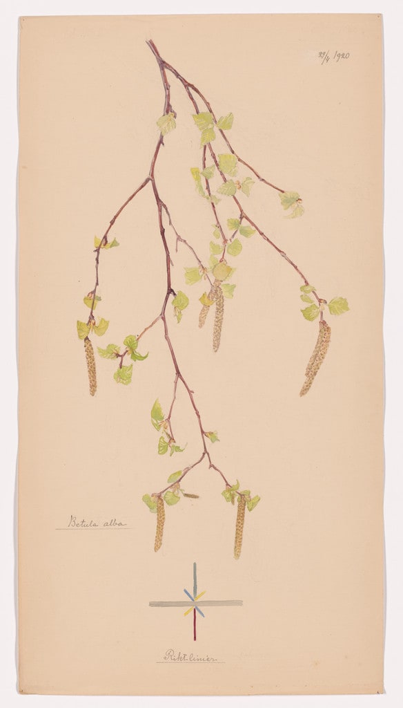 Betula pendula (European White Birch). Sheet 32 from the portfolio Nature Studies
