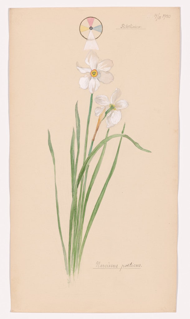 Narcissus poeticus (Poet's Narcissus). Sheet 34 from the portfolio Nature Studies