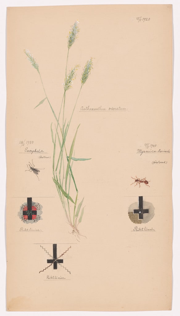 Anthoxanthum odoratum (Sweet Vernalgrass), Culicidae (Mosquito), Myrmica rubra (European Fire Ant). Sheet 37 from the portfolio Nature Studies