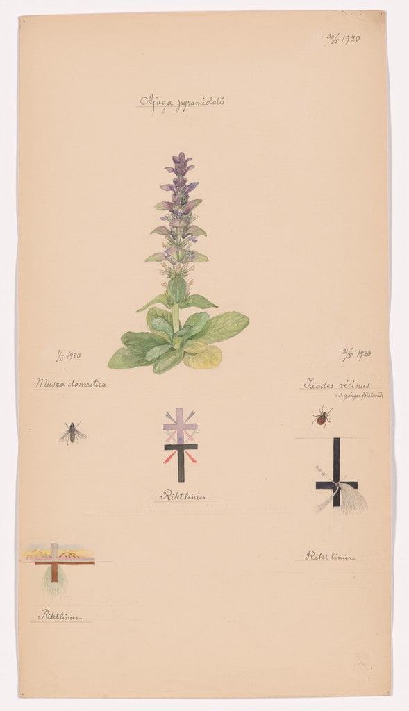 Ajuga pyramidalis (Pyramidal Bugle), Ixodes ricinus (Castor Bean Tick), Musca sp. (Fly). Sheet 38 from the portfolio Nature Studies