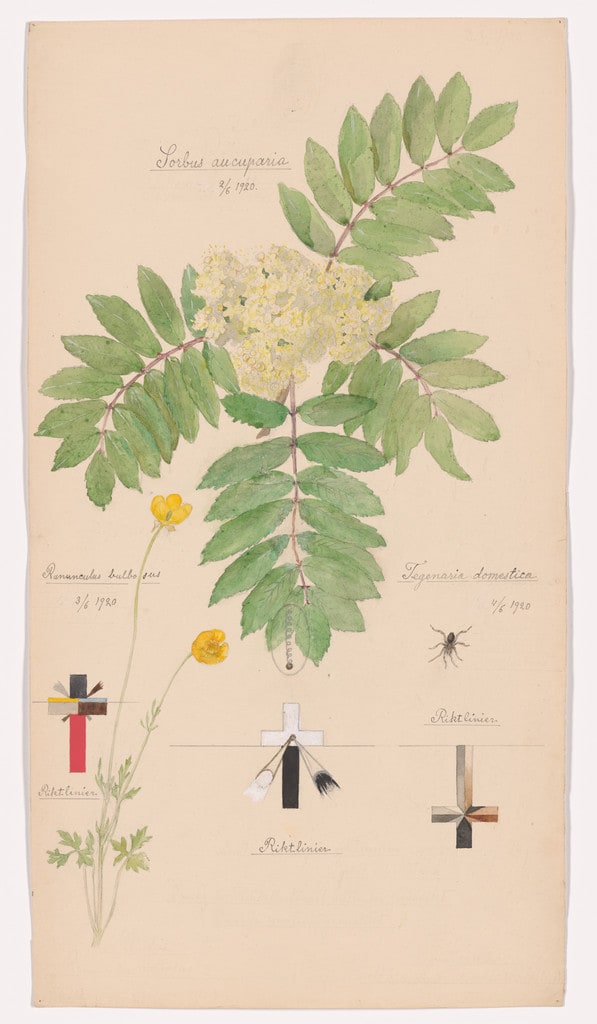 Sorbus aucuparia (European Mountain Ash), Ranunculus bulbosus (Bulbous Buttercup), Tegenaria domestica (Barn Funnel Weaver). Sheet 39 from the portfolio Nature Studies