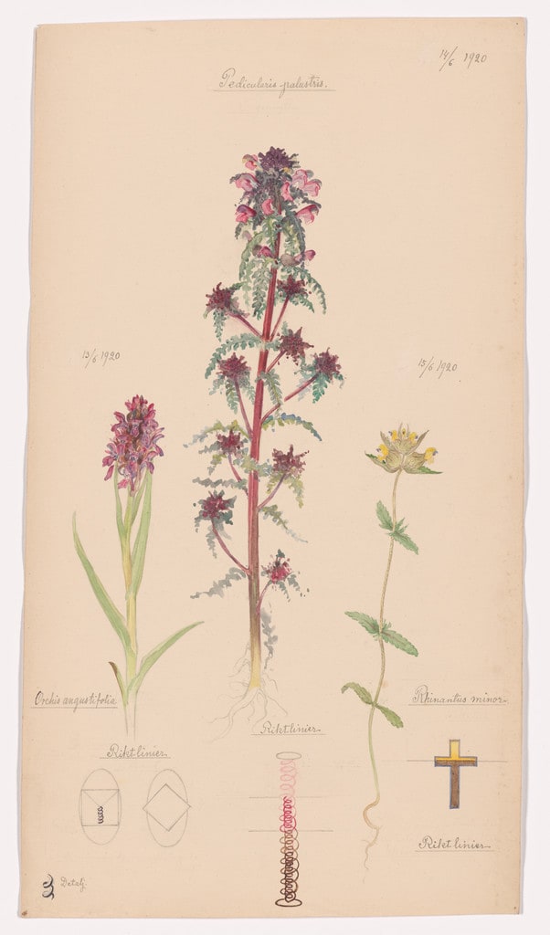 Dactylorhiza incarnata (Early Marsh-Orchid), Pedicularis palustris (European Purple Lousewort), Rhinanthus minor (Little Yellow Rattle). Sheet 45 from the portfolio Nature Studies