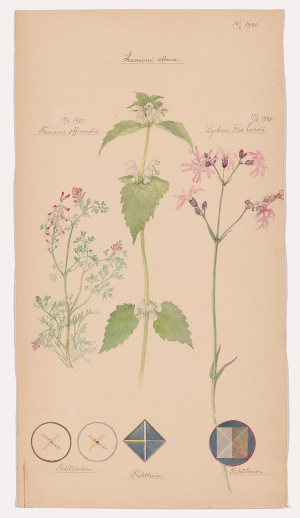 Lamium album (White Deadnettle), Silene flos-cuculi (Ragged Robin), Fumaria officinalis (Common Fumitory). Sheet 46 from the portfolio Nature Studies