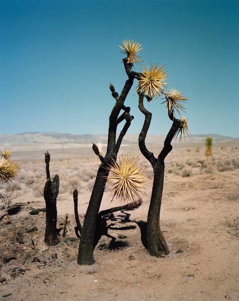Untitled 1 from ZZYZX