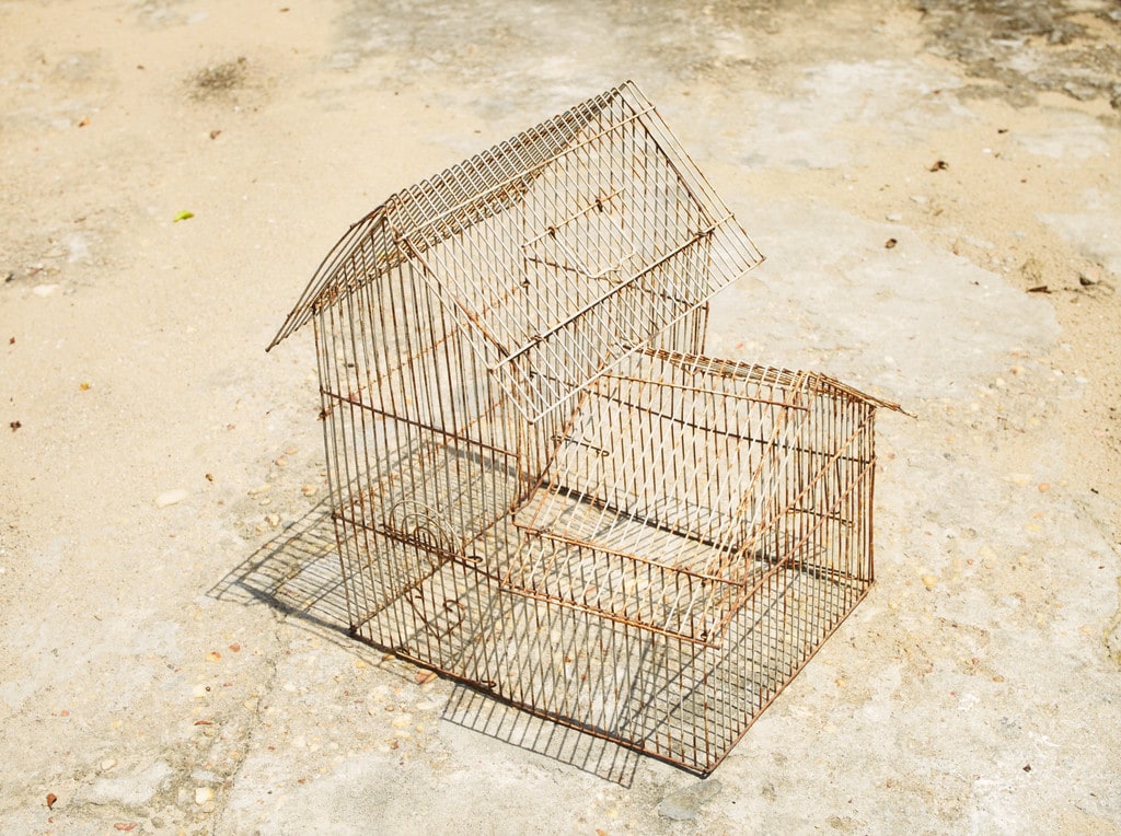 La cage (The Cage)