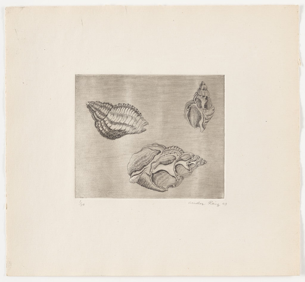 Untitled from The Flowering Rock