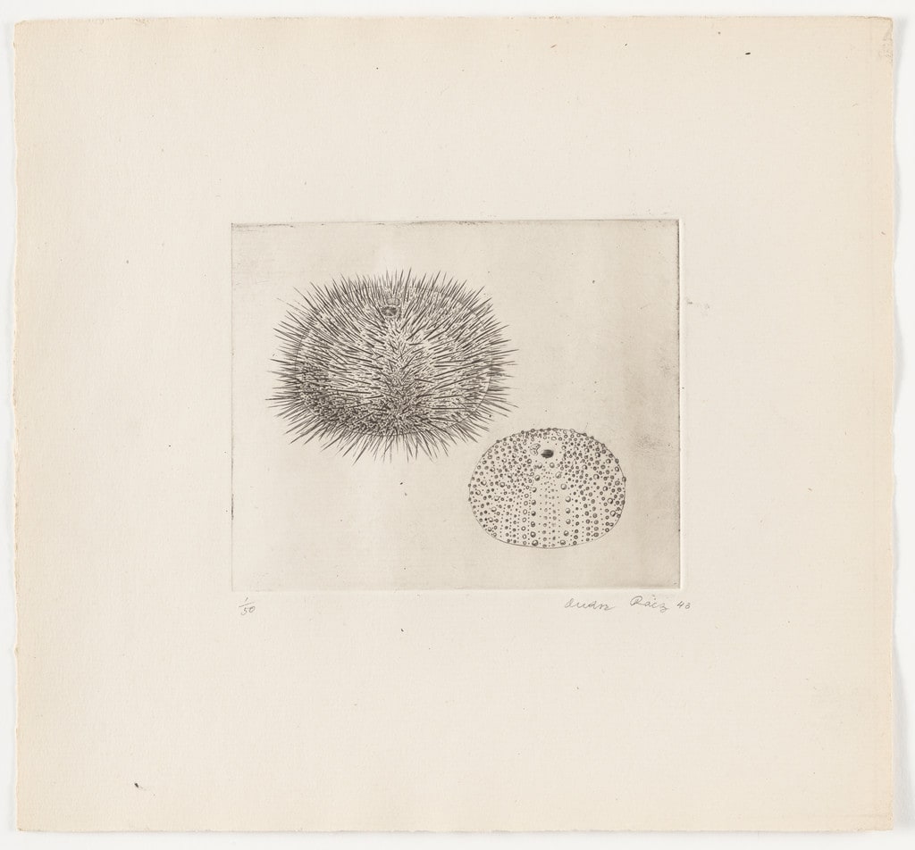 Untitled from The Flowering Rock
