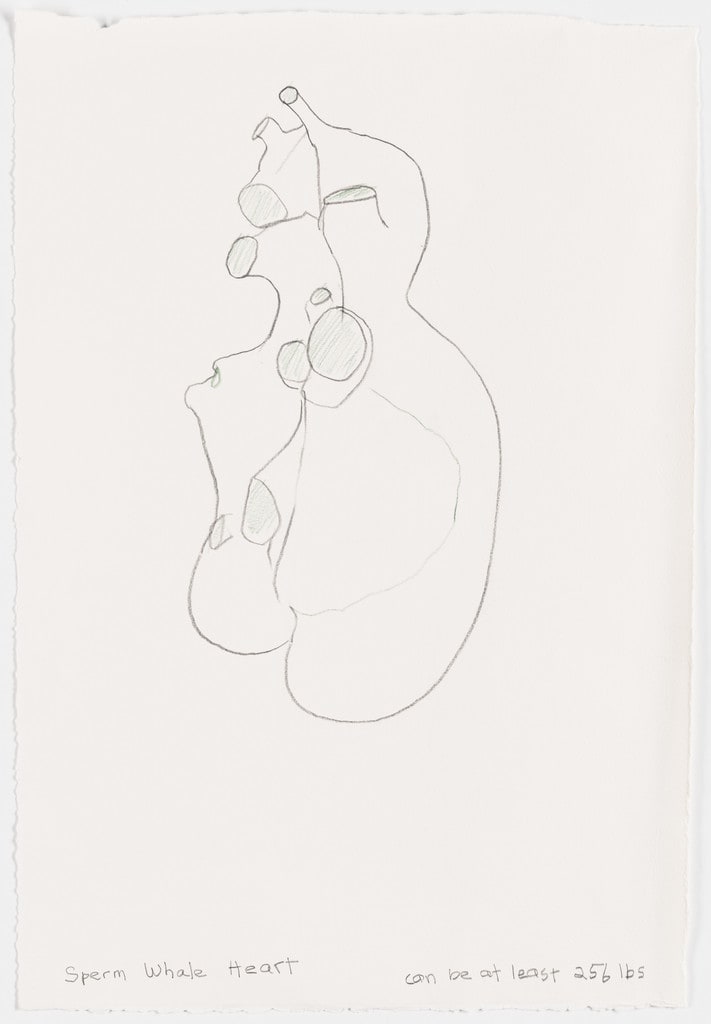 Whale heart drawing