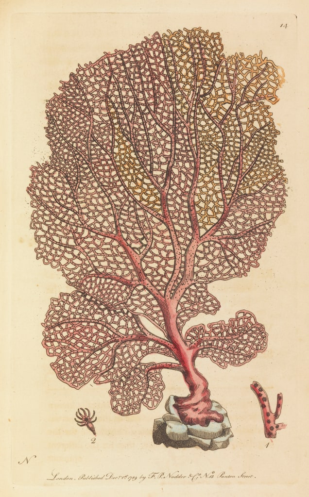 Book Illustration, The Naturalist’s Miscellany, vol. 1, The Fan Gorgonia or Venus’s Fan, plate 14, 1789