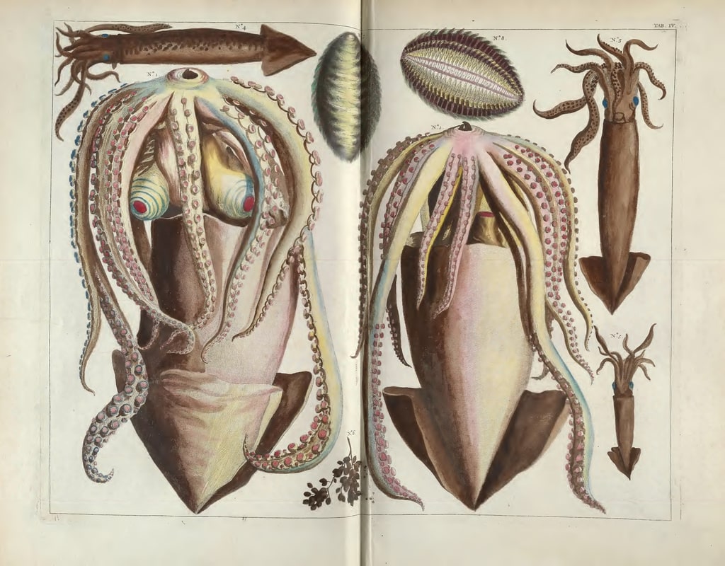 Book Illustration, Locupletissimi rerum naturalium thesauri accurata descriptio . . . , tom. 3; Squid, 1734–65