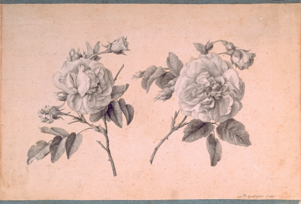 Drawing, Study of Two Roses, 1790–1800