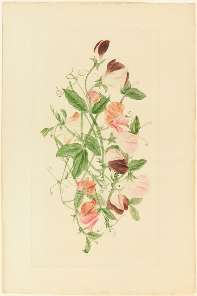 Drawing, Sweet Peas, 1875