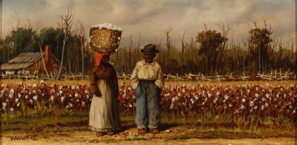 Cotton Field