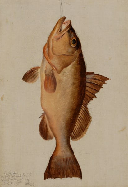 Red Grouper