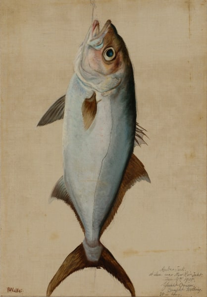 Amber Jack