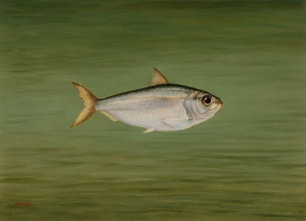 Menhaden