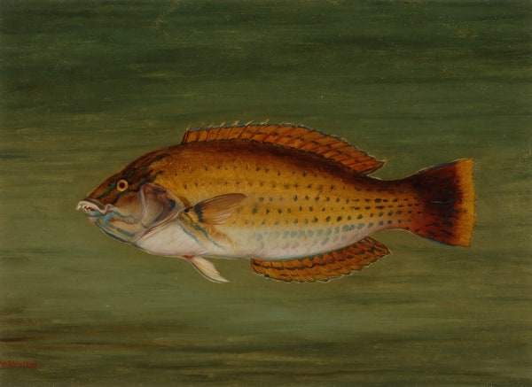 Wrasse Fishes-Pudding Wife