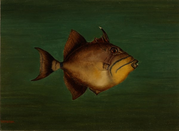 Black Turbot