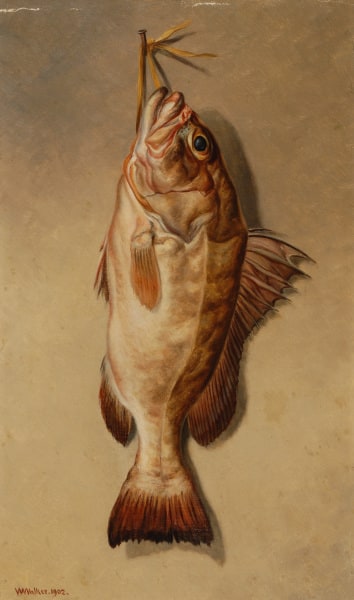 Red Grouper (B)