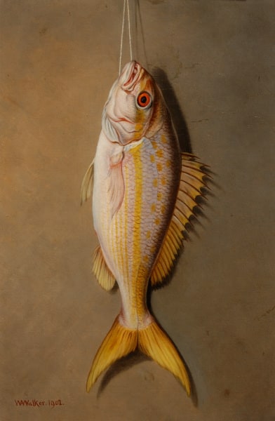 Yellowtail