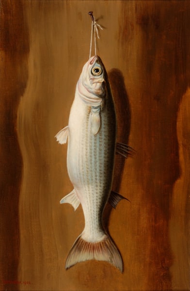 Mugil Cephalus - Striped Mullet