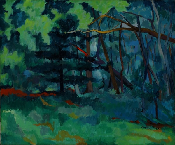 Forest with Pine Trees