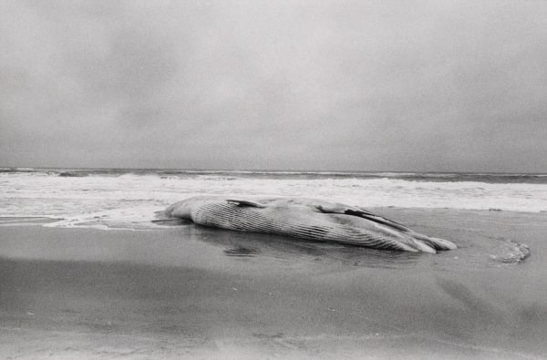 Sulphur Bottom Whale