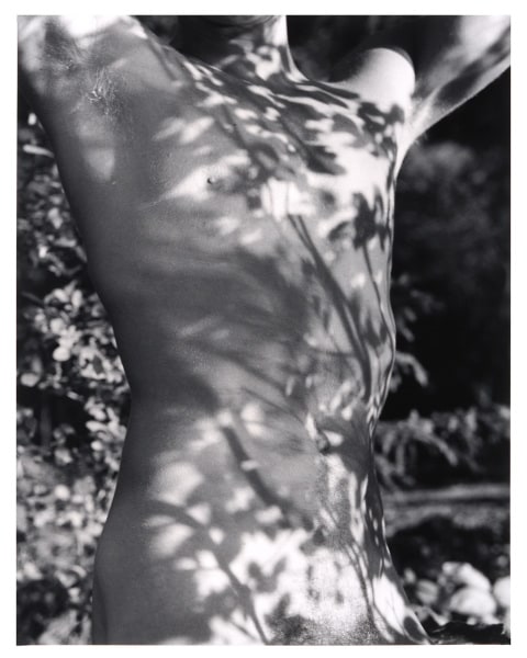 Male Torso